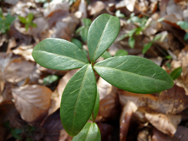 Feuilles opposées coriaces de couleur vert foncé. Ovales-elliptiques, elles sont rétrécies aux 2 bouts. Agrandir dans une nouvelle fenêtre (ou onglet)